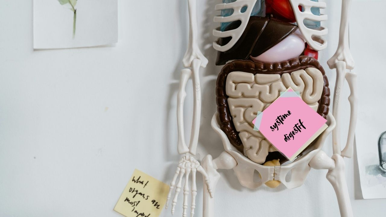 Le système digestif: un délicat équilibre