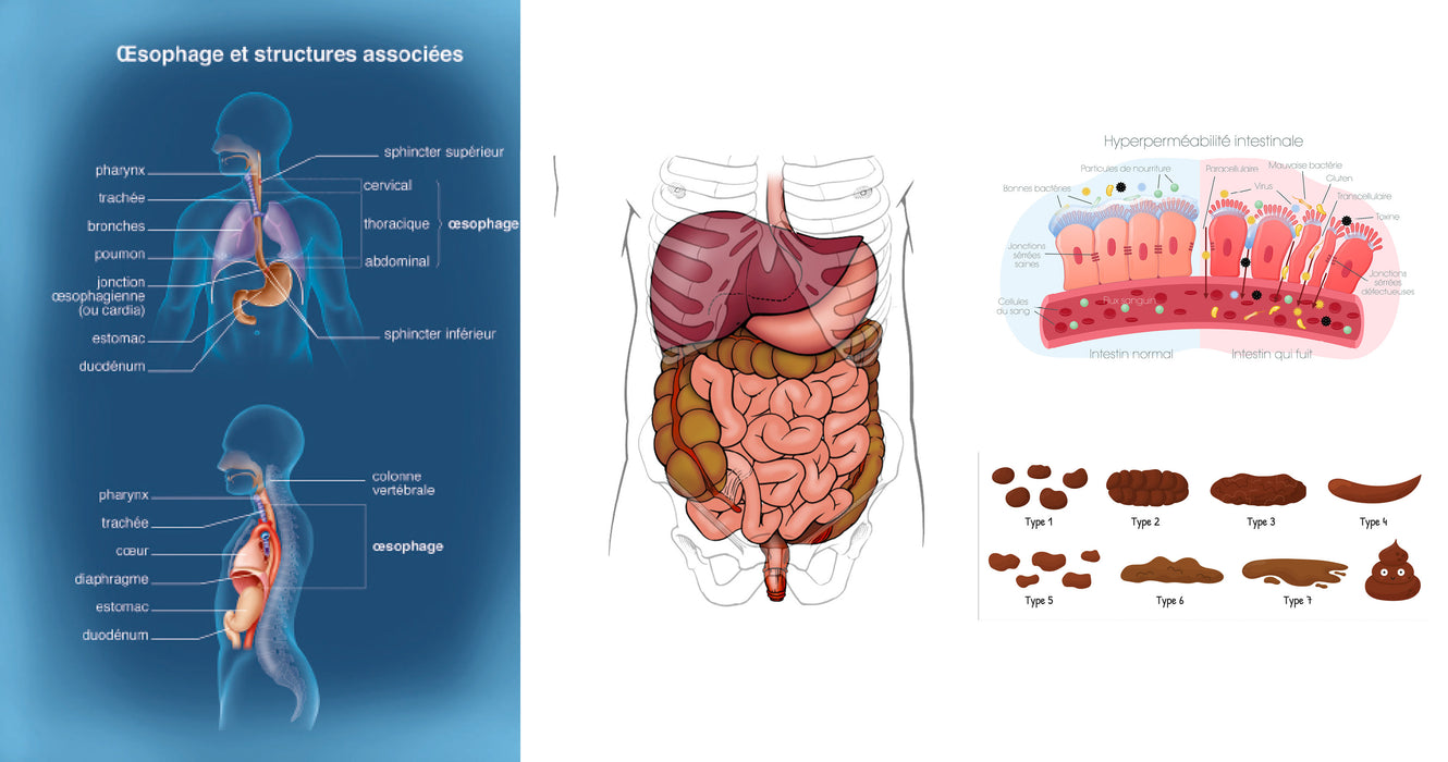 Gastro entérologie